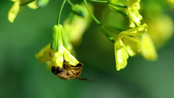 Bee on a Flower of Brassica Oleracea