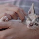 Slow motion shot close up adorable domestic kitten hugged on woman arms. - VideoHive Item for Sale