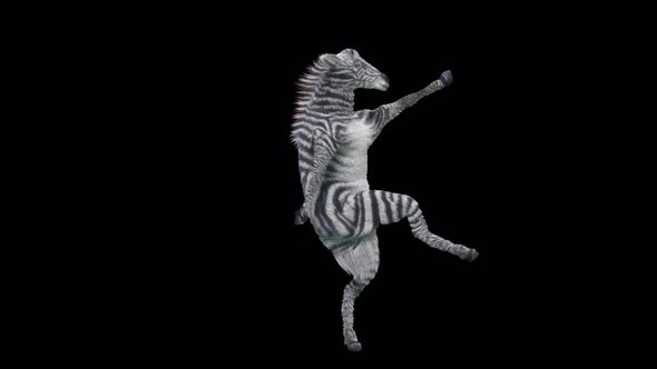 35 Zebra Dancing 4K