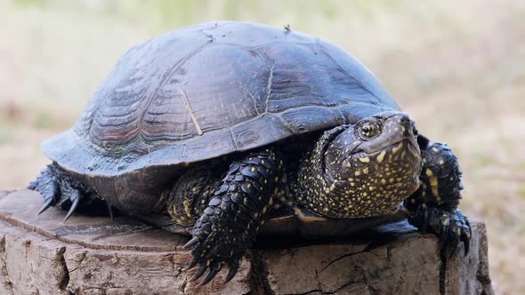 European Pond Turtle Sits on a Tree Stump in Forest