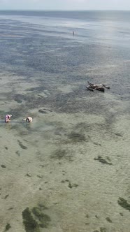 Tanzania  Vertical Video of a Coastal Landscape in Zanzibar Slow Motion