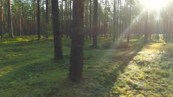 Green Forest Tracking Shot Moving Left