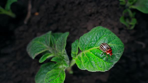 Colorado Potato Beetle Climbs a Young Green Plant Closeup
