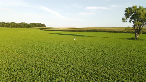 girl walking with a lovely dress in a farm field during a summer afternoon