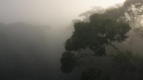 Aerial Drone View of Climate Change, Global Warming and Conservation in Costa Rica, Misty Rainforest