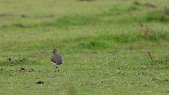 Northern Lapwing Bird Foraging And Walking Around The Lush Green Field. - wide shot