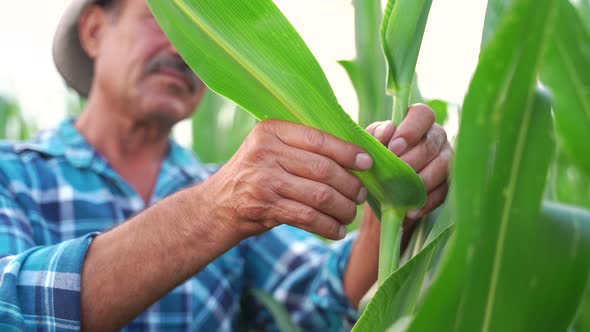 Close Up Senior Farmer Examining and Doing the Quality Control on the Corn Farm