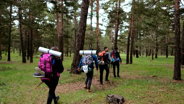 Active Hikers Hiking Walking In Forest