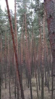 Vertical Video of the Forest Landscape Aerial View Slow Motion