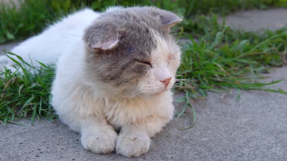 Portrait of a scruffy cat. A homeless sad cat lies and enjoys a warm evening.