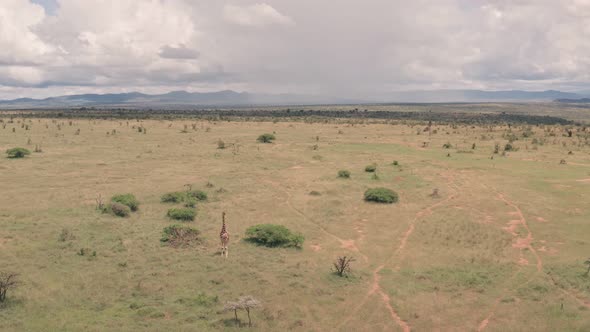 Aerial drone view of giraffe in African savanna and plains landscape in Laikipia, Kenya