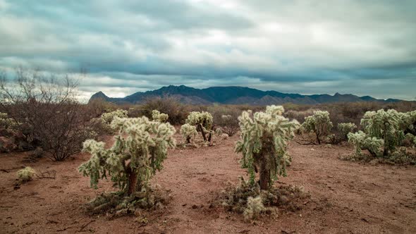 Teddy Bear Cholla Cacti and Santa Rita Mountains - Morning Time-lapse