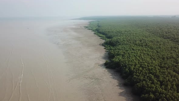 Aerial view mangrove trees forest