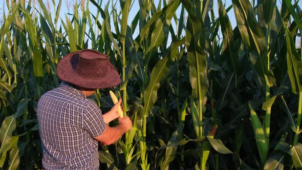 Agronomist in a Corn Field Studies the Harvest at Sunset