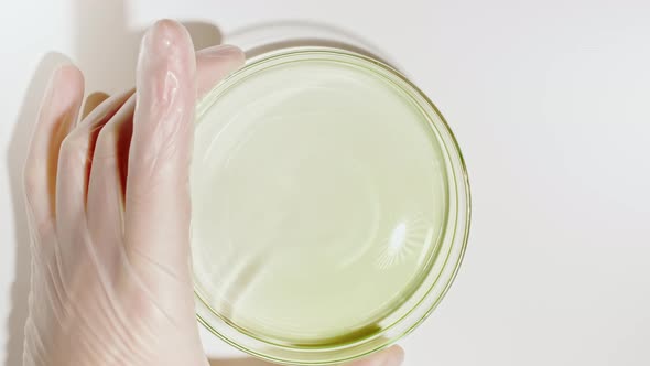 Transparent Fluid Oil From a Test Tube is Poured Into Petri Dishes