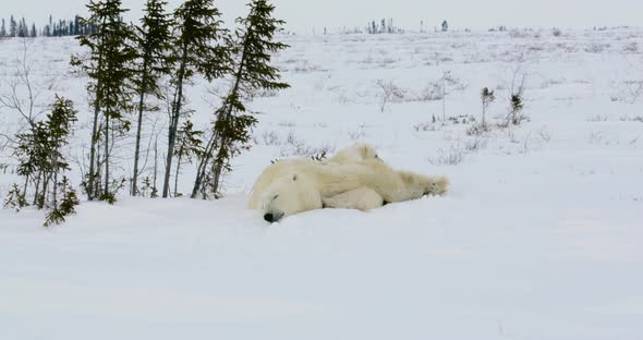 Wide shot of Polar Bear sow and cubs resting, one cubing around