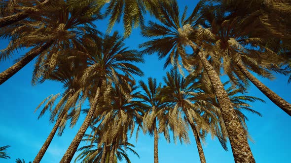 Palms at Blue Sky Background