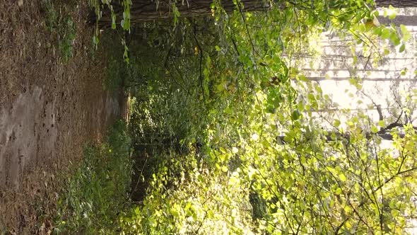 Vertical Video of a Forest with Many Trees in Autumn