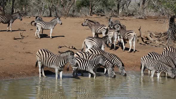 Plains Zebras Drinking - South Africa