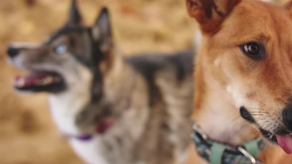 Close Up. Beautiful West Siberian Laika and Mixed Breed Dog Sitting in the Sand. Rack Focus Slow