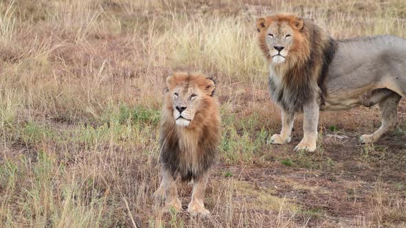 Wild Lions Pride in African Savannah Resting in the Morning Sunrise Rays