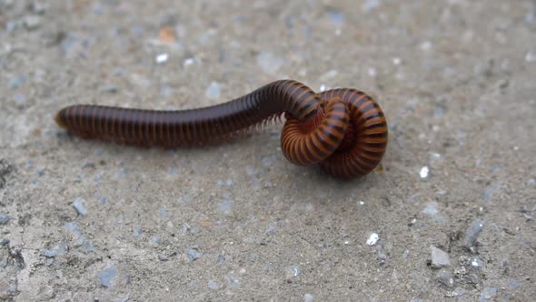 Close Up Of Large Millipede Mating