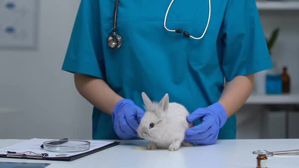 Scientist Feeding Rabbit, Testing Artificial Food Additives and Ingredients