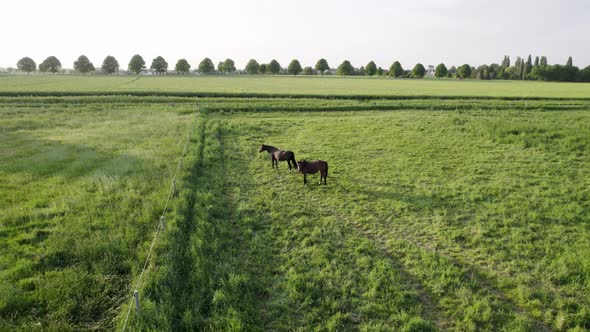 Brown horse couple in the middle of a green farm field in the countryside.