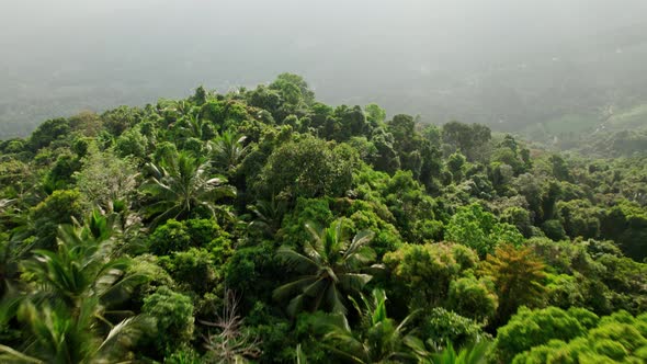 Fly over forest natural landscape in Thailand