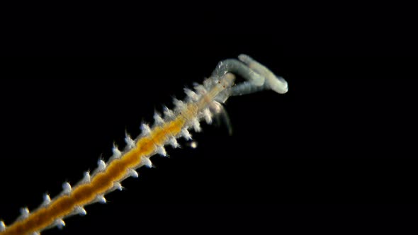 Worm Polychaeta Under a Microscope, This Is the Annelida Class, Live in Marine and Fresh Waters