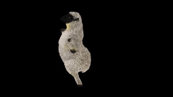 24 Sheep Dancing HD