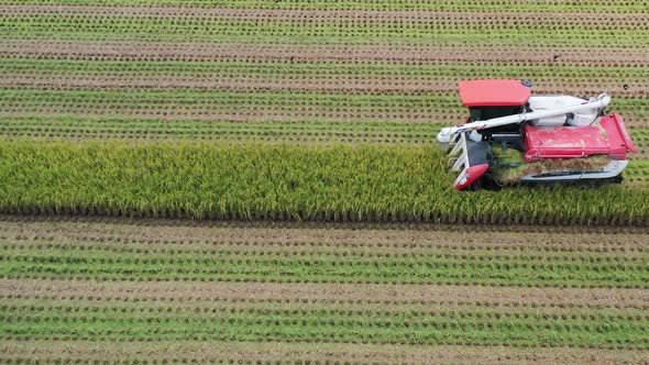 Close Up Aerial drone follow footage Cultivated rice paddy field, farmer harvesting the crops with m