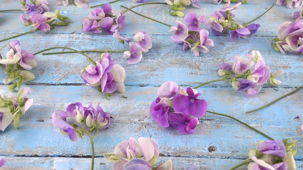 Colorful summer garden flowers: lilac sweet pea on the vintage wooden light blue background.