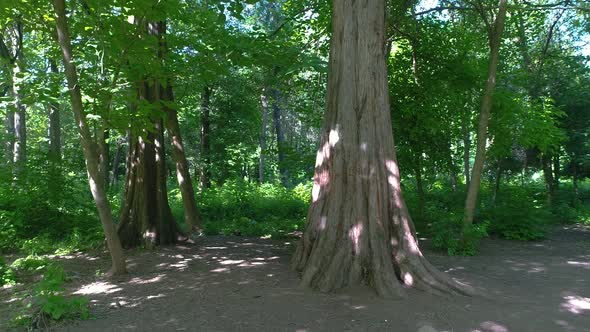 walk in the botanical garden in Tashkent