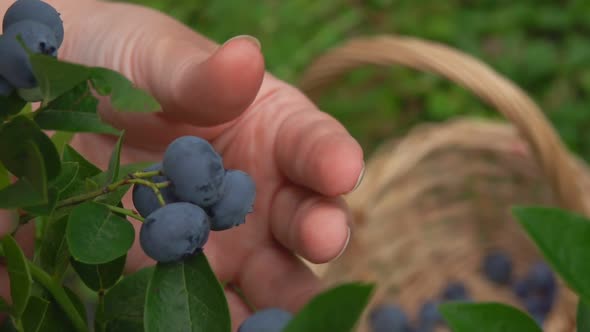 Close-up of Female Hand Picking Ripe Fresh Blueberries From a Green Bush