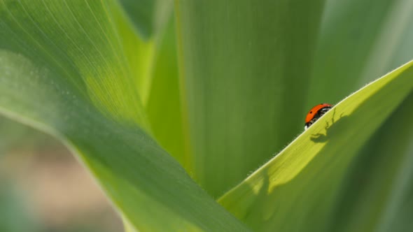 Ladybug on the corn leaf shallow DOF 4K 2160p 30fps UltraHD footage - Tiny red Coccinellidae beetle 