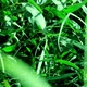 Green grass - VideoHive Item for Sale