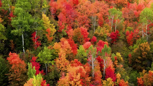 Flying over a forest with the trees turning their fall colors