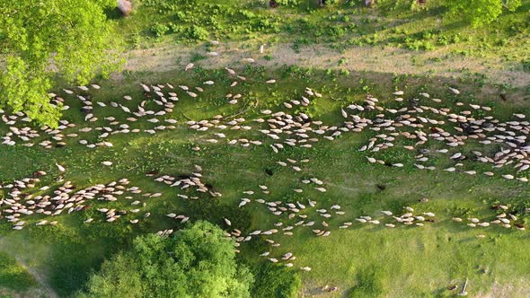 Aerial view at the sheeps herd. Landscape with animals from drone. View from air at the farmland. 