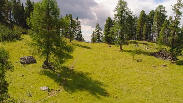Scenic grassy alpine woodland wilderness at bottom of South Tyrol Plose Peitlerkofel sunny mountain