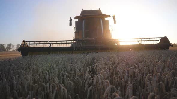 Front View of Modern Harvester Gathering Crop of Ripe Wheat in Field at Sunset Time