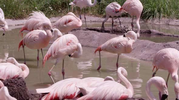 Flamingos standing in water grooming themselves