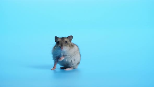 Mouse, Mice On Blue Background