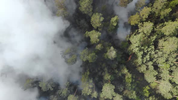 The Drone Descends Into the Center of a Forest Fire. Dramatic Footage of a Burning Forest