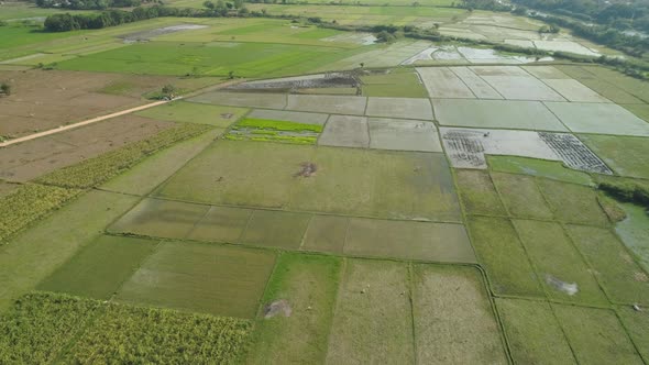 Landscape Rice Terrace Field Philippines Luzon