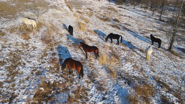 Herd of horses grazes in a snow-covered meadow in the mountains. Drone footage