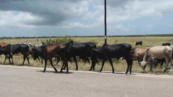 Herd of African Humpback Cows Walking at the Side of the Asphalt Road Zanzibar