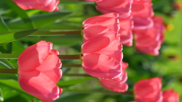 Pink tulips in sunny day. Vertical video