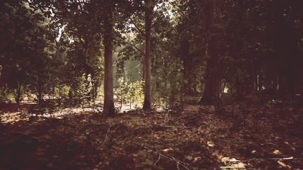 Thick Dark Forest with Moss and Sun Rays Shining Trough