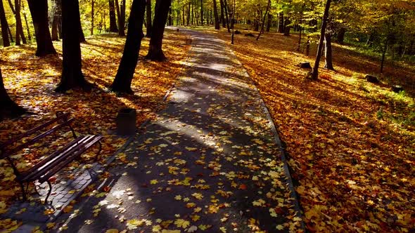 Aerial drone view of a flying in the autumn park. Autumn leaves on a park path.